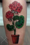 pelargonia1_mg_9541