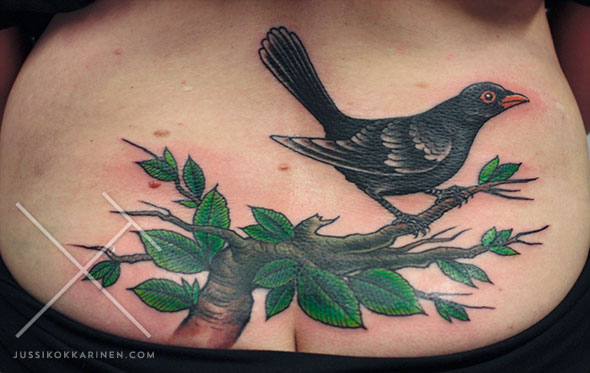 mustarastasjaoksa-peittokuva_MG_0755